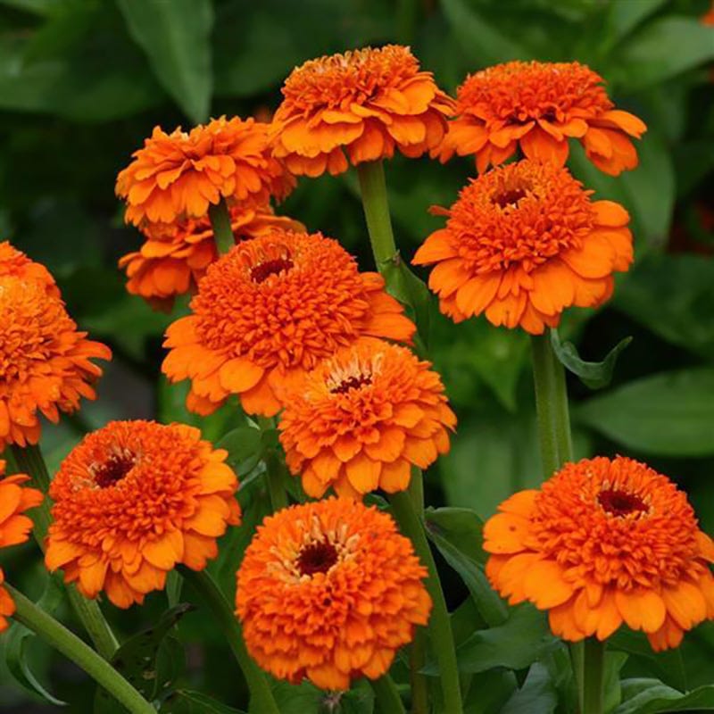 Zinderella Orange Zinnia Seeds