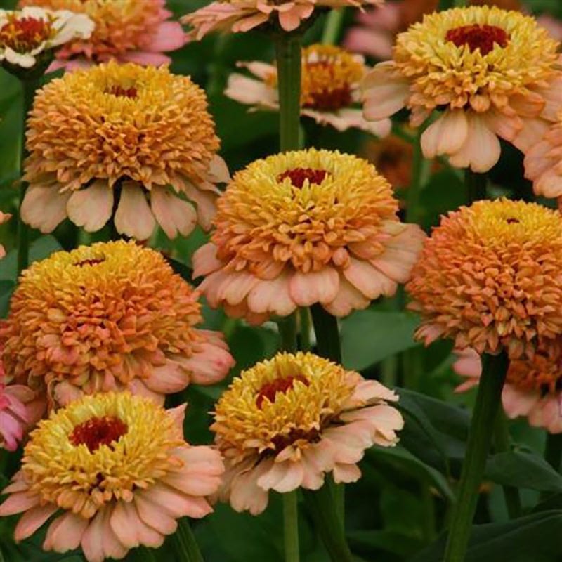 Zinderella Peach Zinnia Seeds