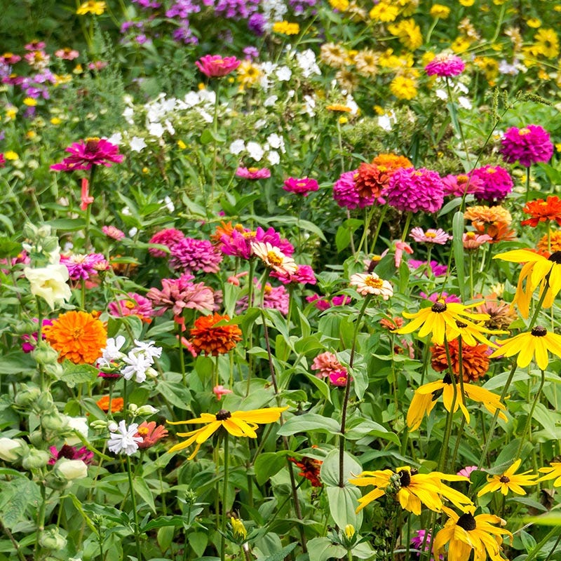 butterfly flower seeds mix Monarch Butterfly Wildflower Seed Mix