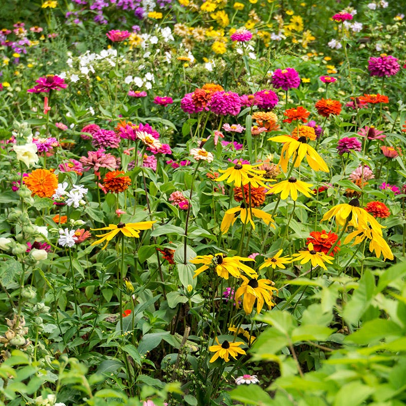 american meadows flower seeds Mini Meadows Wildflower Seed Mix