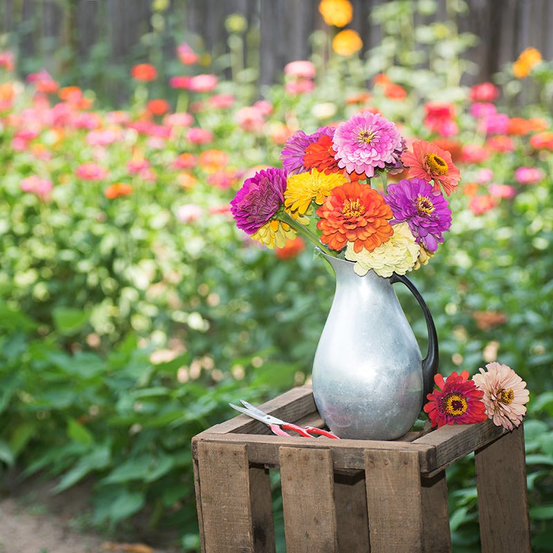 flower seed collection Bouquets For Days Annual Wildflower Seed Collection