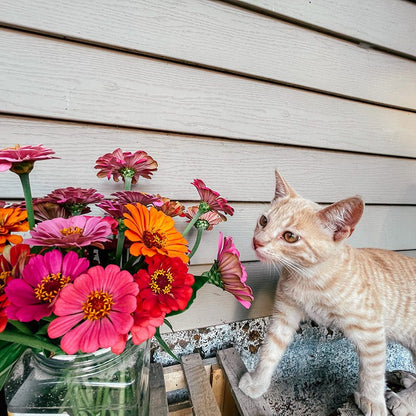 Bouquets For Days Annual Wildflower Seed Collection