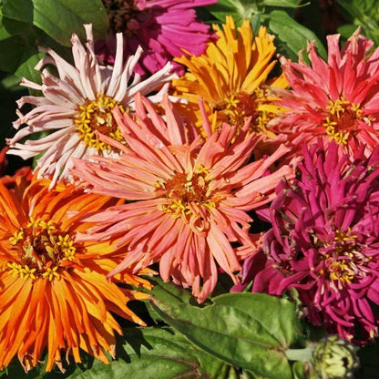 Giant Cactus Zinnia Seed Mix
