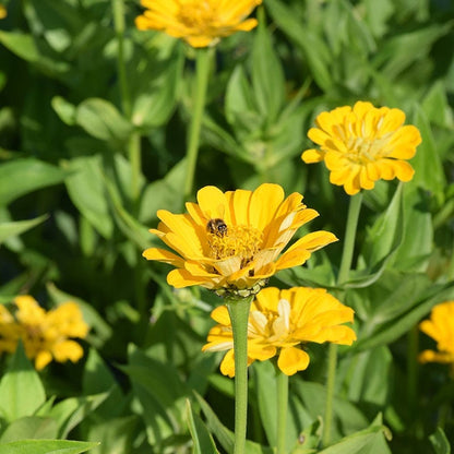Canary Bird Zinnia Seeds
