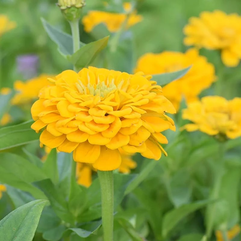 Zesty Citrus Zinnia Seed Mix
