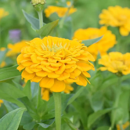 Zesty Citrus Zinnia Seed Mix