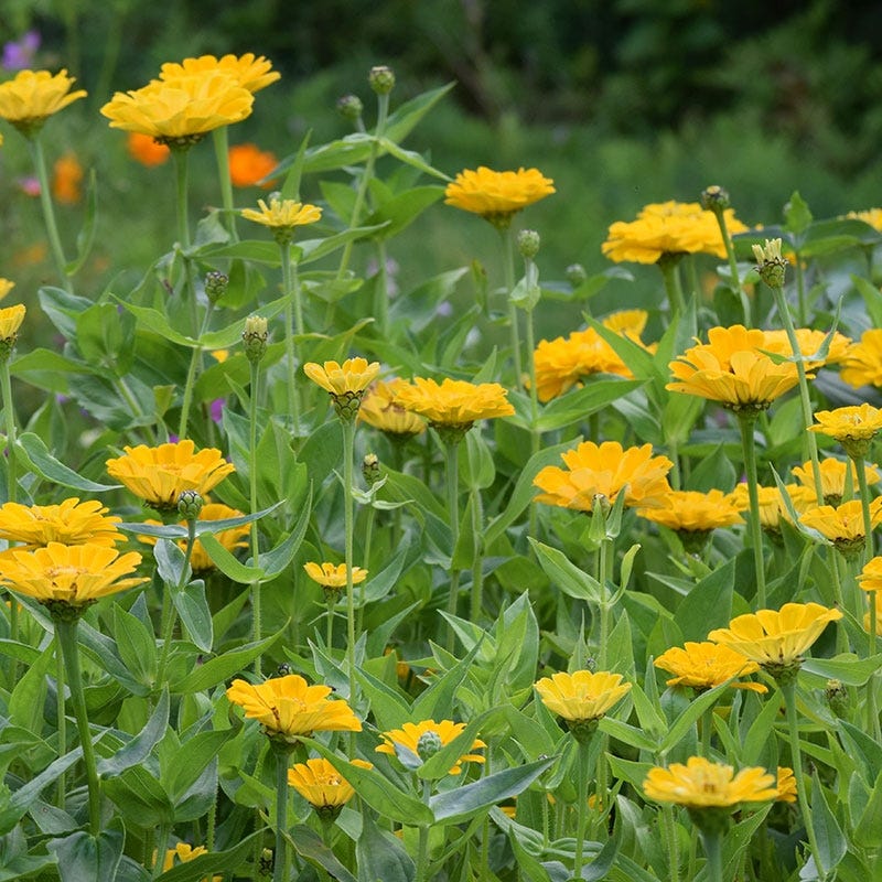 green bird flower seeds Canary Bird Zinnia Seeds | Yellow