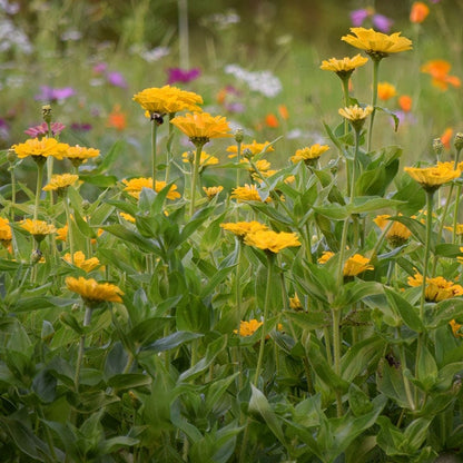 Canary Bird Zinnia Seeds