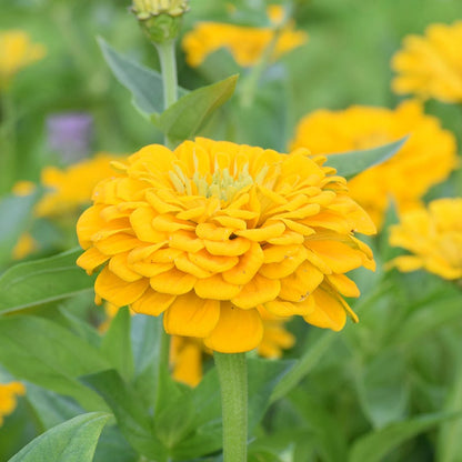 Confetti Zinnia Seed Mix