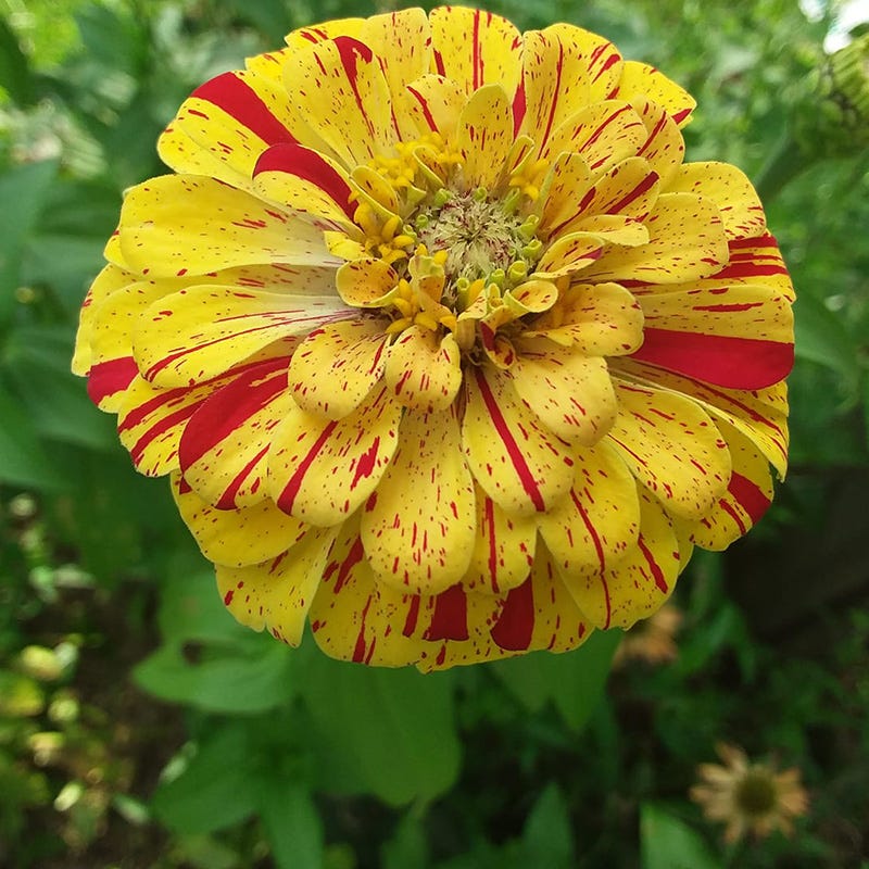 Candyland Zinnia Seed Mix