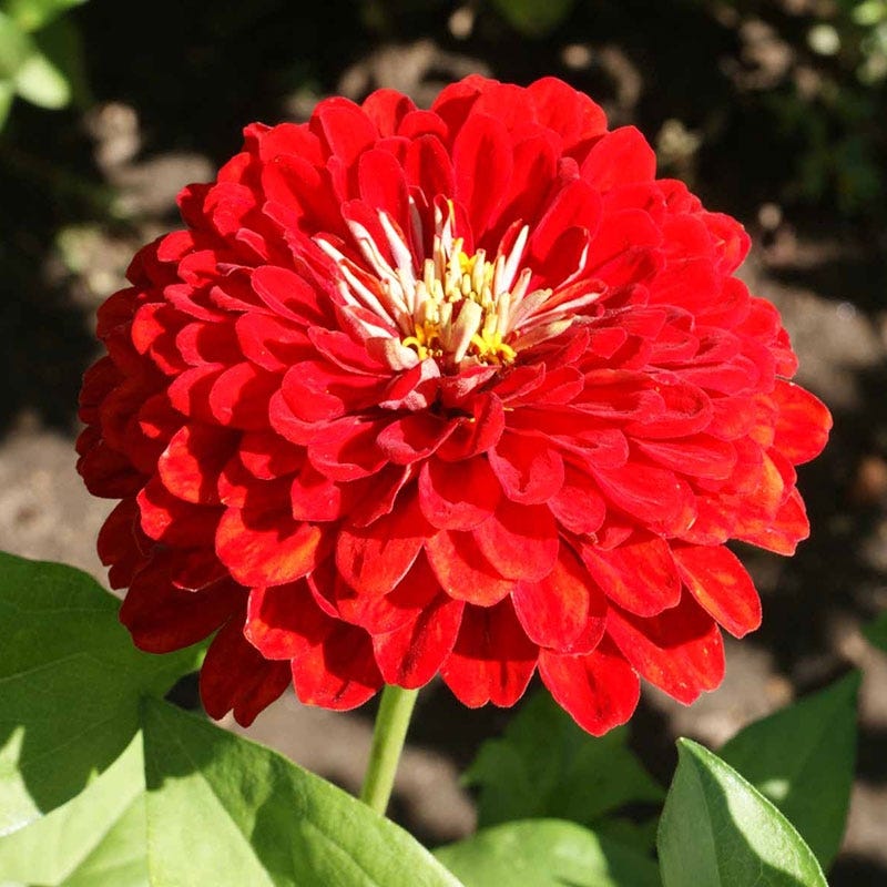 Cherry Queen Zinnia Seeds
