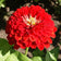 Cherry Queen Zinnia Seeds