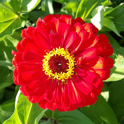 Cherry Queen Zinnia Seeds