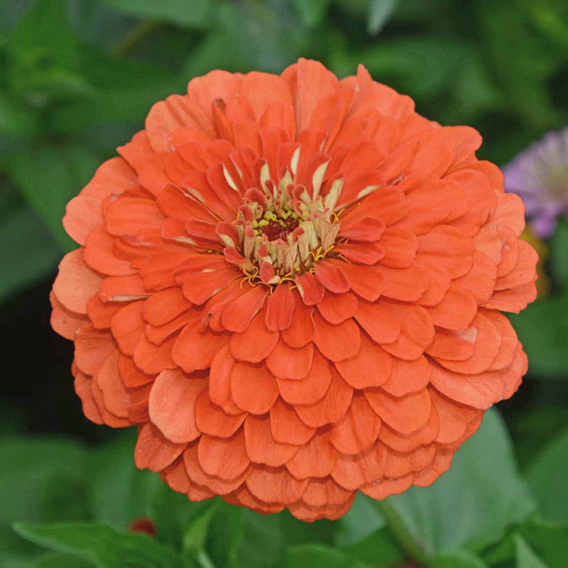 Peachy Keen Zinnia Seed Mix