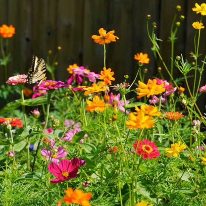 Zinnia & Cosmos Seed Combo