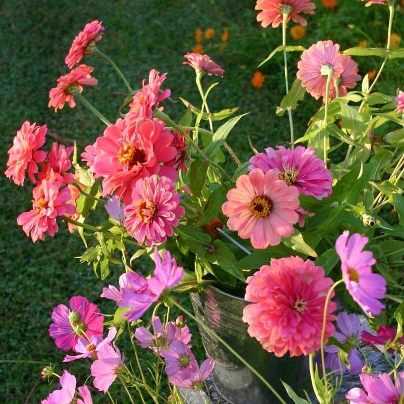 Zinnia & Cosmos Seed Collection | American Meadows