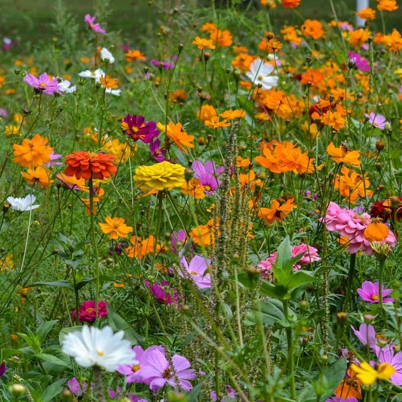 Zinnia & Cosmos Seed Combo