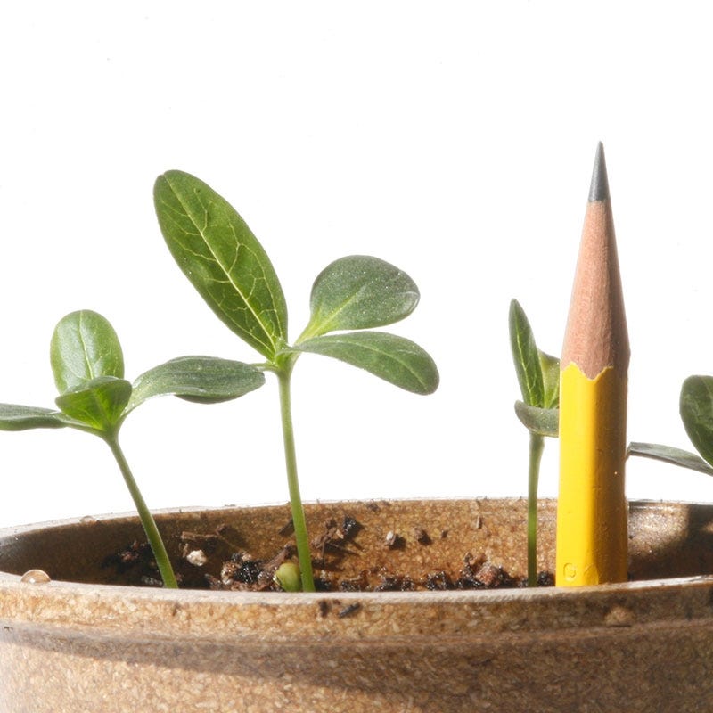 Cut & Come Again Zinnia Seeds