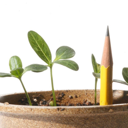 Cut & Come Again Zinnia Seeds