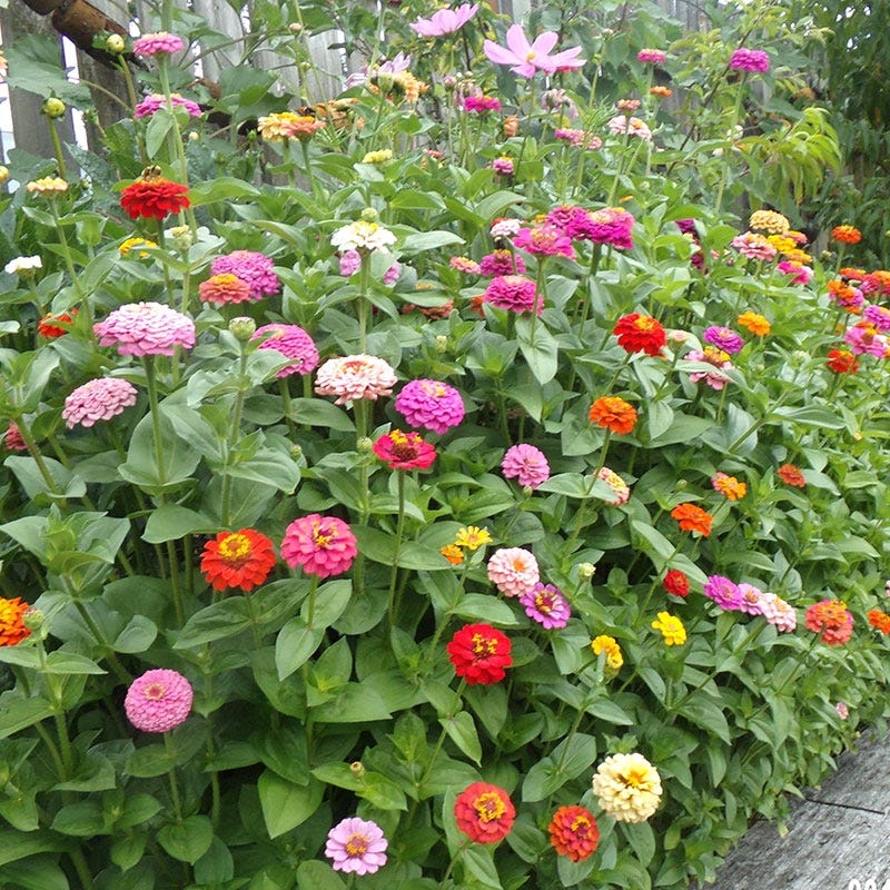 zinnias seed to flower Cut & Come Again Zinnia Seeds