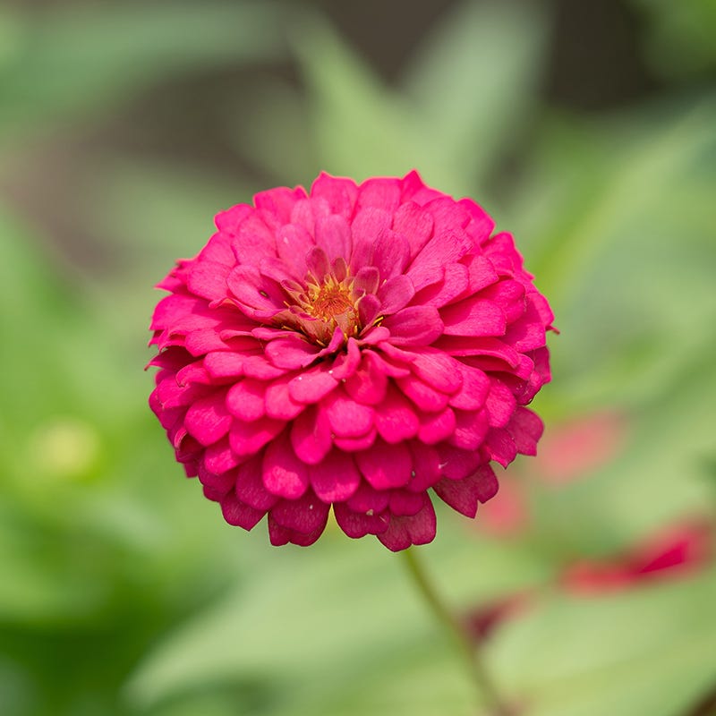 Tickled Pink Zinnia Seed Mix | American Meadows