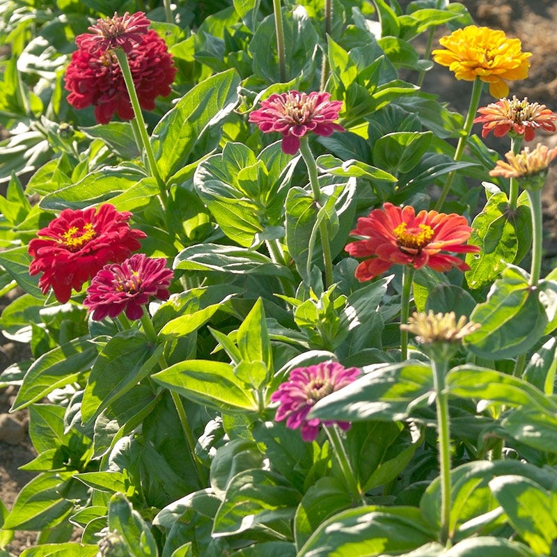 dahlia zinnia seeds Dahlia Flowered Zinnia Seeds