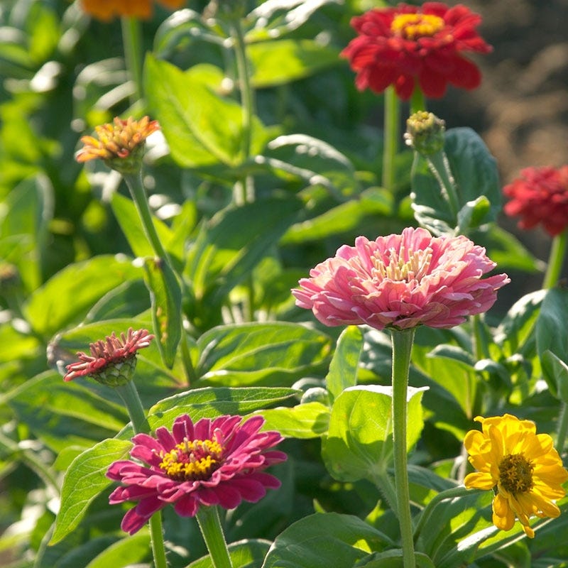 zinnia dahlia seeds planting Dahlia Flowered Zinnia Seeds