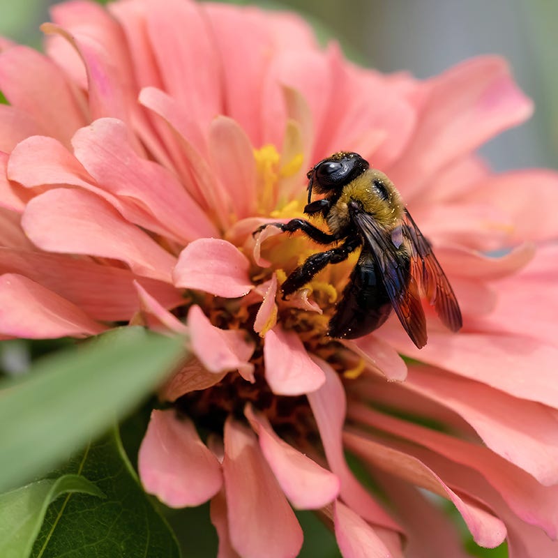 Bubblegum Zinnia Seed Mix