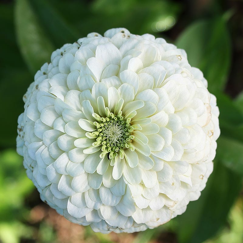Candyland Zinnia Seed Mix | American Meadows