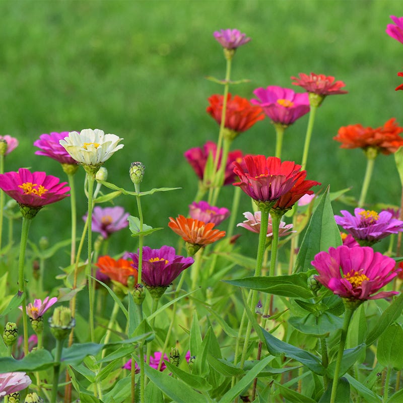 quick blooming flower seeds Quick Blooming Wildflower Seed Collection