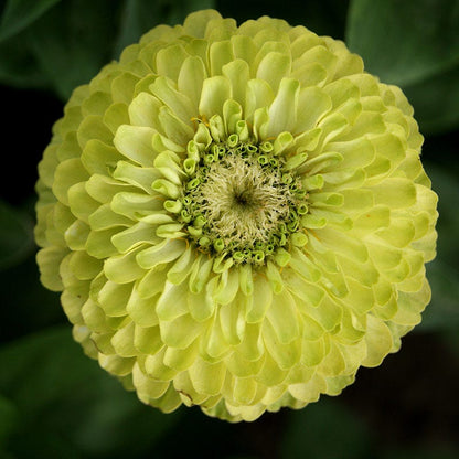 Confetti Zinnia Seed Mix