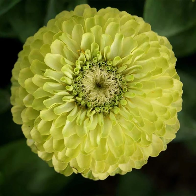 Zesty Citrus Zinnia Seed Mix