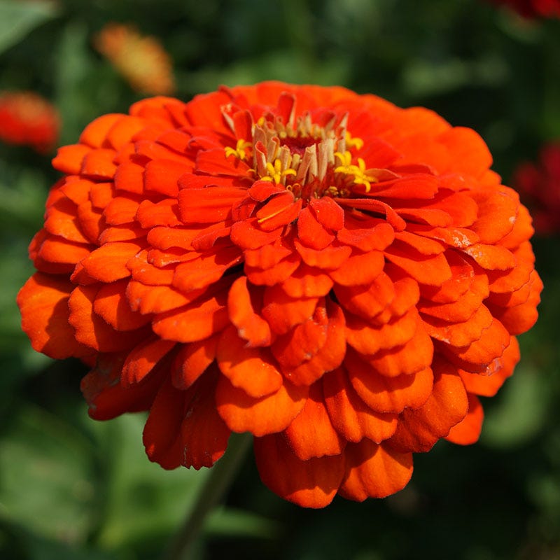 Orange King Zinnia Seeds
