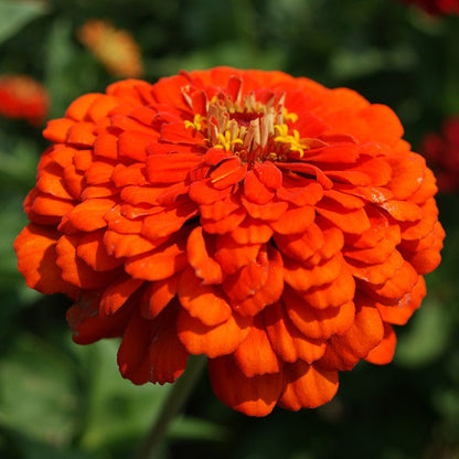 Orange King Zinnia Seeds