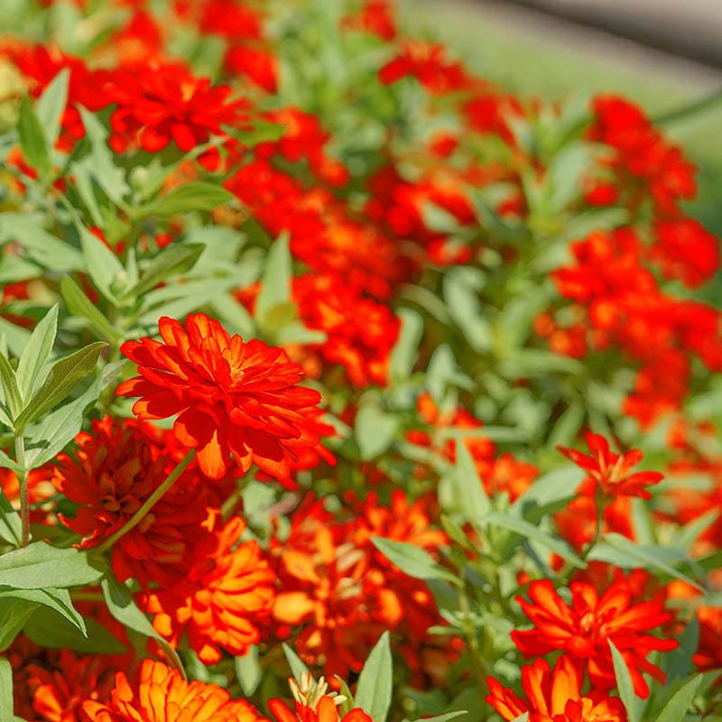 Orange King Zinnia Seeds