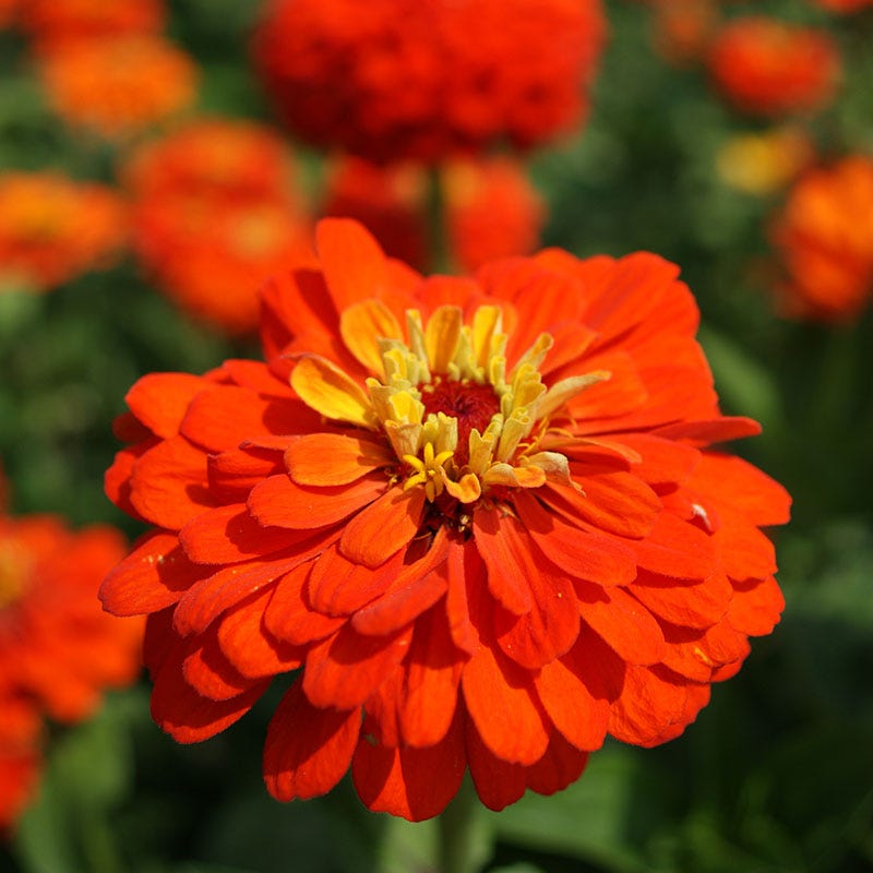 Orange King Zinnia Seeds
