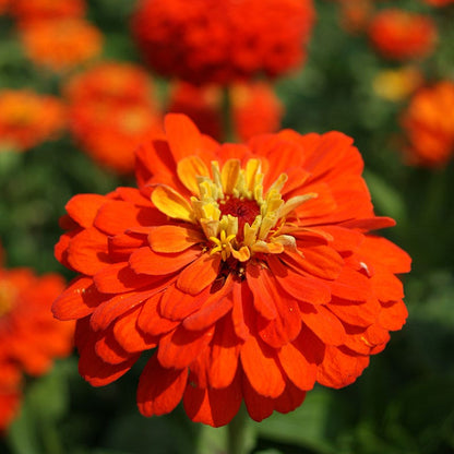 Orange King Zinnia Seeds