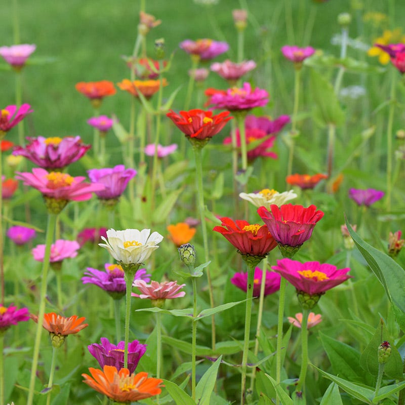 Beneficial Bounty Seed Collection