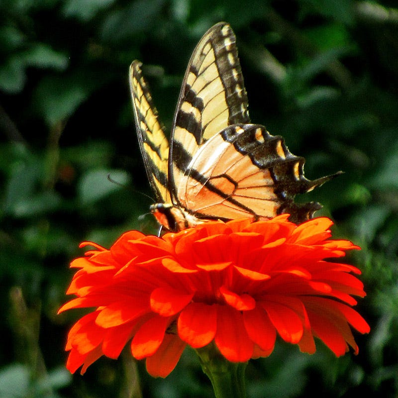 Orange King Zinnia Seeds