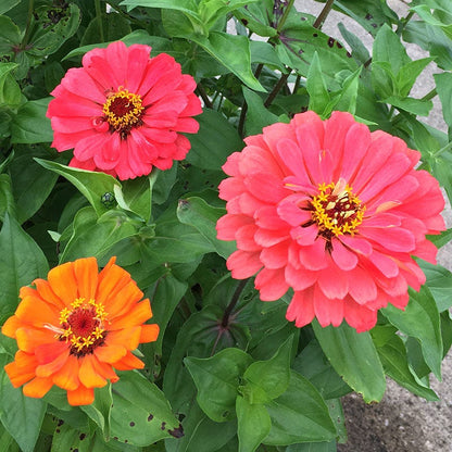 Fruity Beauty Zinnia Seed Mix