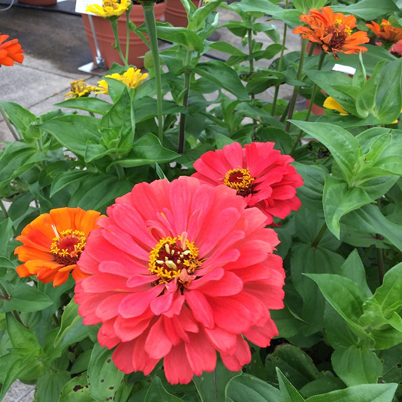 Fruity Beauty Zinnia Seed Mix
