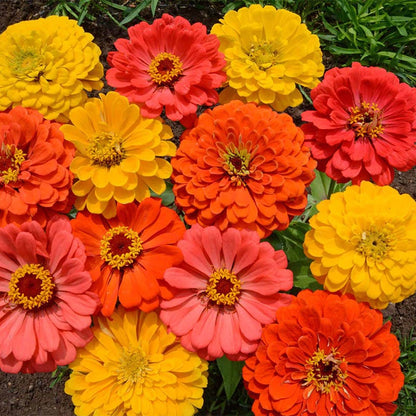 Fruity Beauty Zinnia Seed Mix