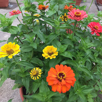 Fruity Beauty Zinnia Seed Mix