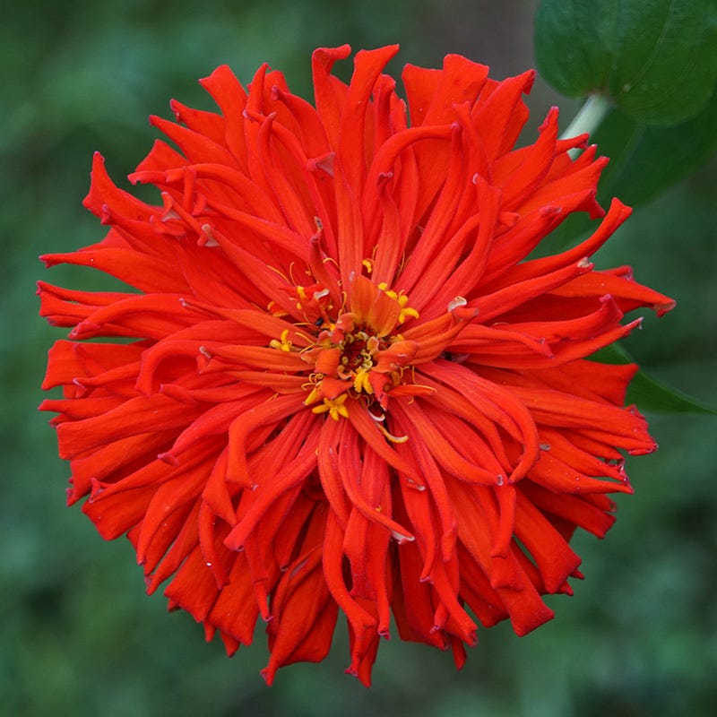 middlemist red flower seeds Red Wildflower Seed Mix