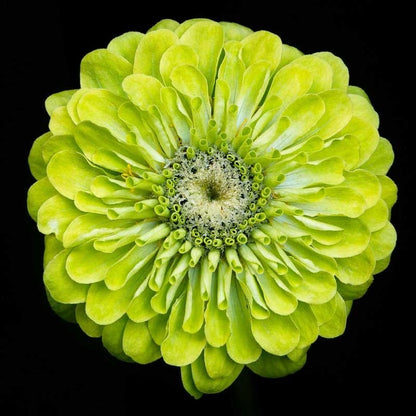 Envy Zinnia Seeds