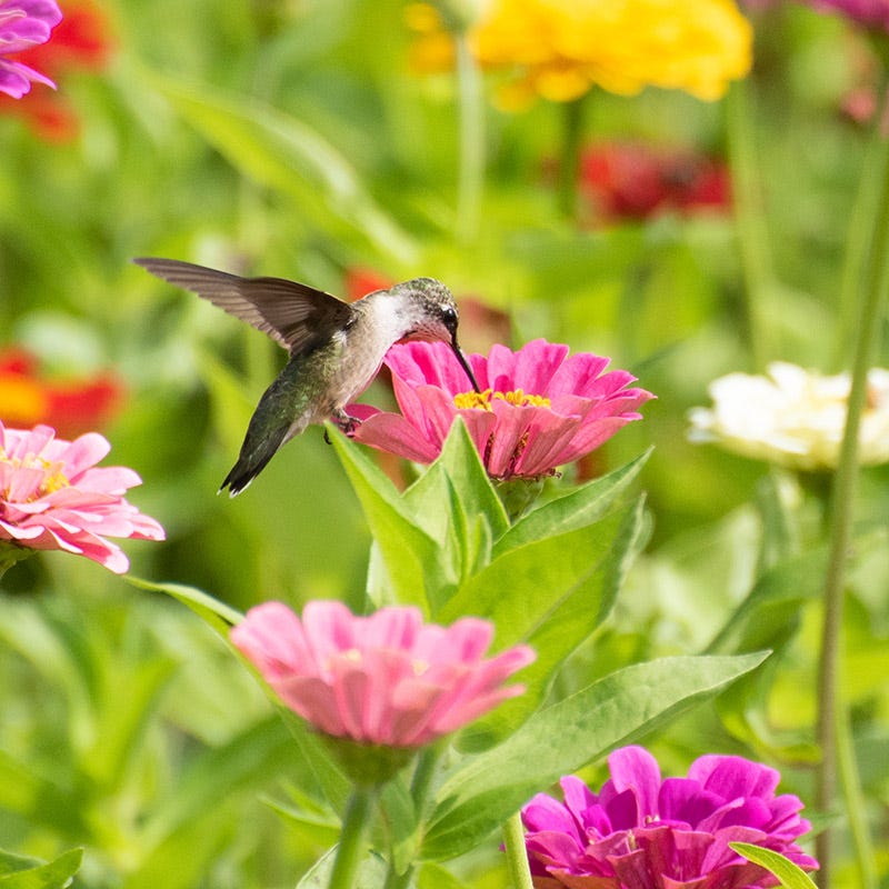 wildflower hummingbird seeds Buzz & Flutter Pollinator Wildflower Seed Collection