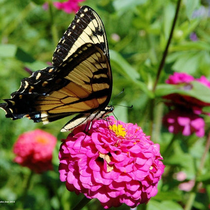 Illumination Zinnia Seeds