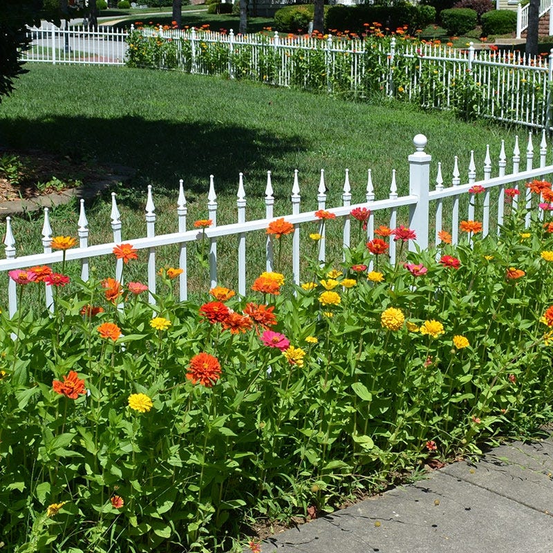 Lava Lamp Zinnia Seed Mix