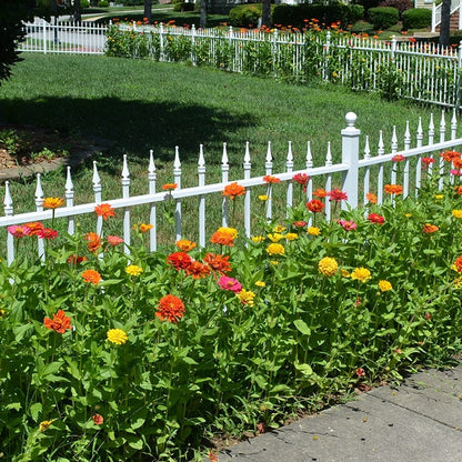 Lava Lamp Zinnia Seed Mix