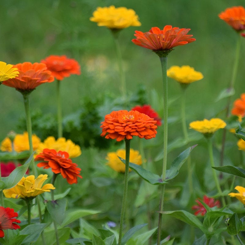 Lava Lamp Zinnia Seed Mix